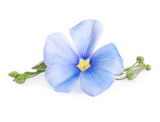Beautiful blooming flax flower on white background