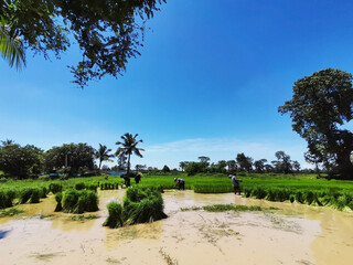 Fototapeta na wymiar farmer in rice field