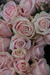Pale pink roses