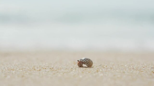 Hermit crab bury walking on the beach  towards the ocean.