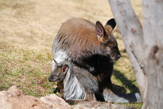 View of a furry Australian wallaby mother with a baby joey in her pouch