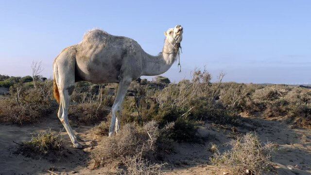 A camel (dromedary) eats from a bush at the beach of Essaouira, Morocco. Touristic travel destination in Morocco.