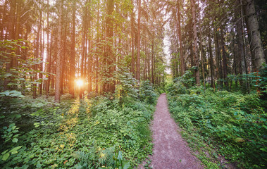 Path in forest with sun rays