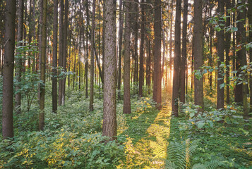 Forest in morning sunrise light