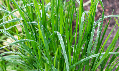 Close up of fresh thick grass with water drops in the early morning