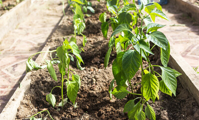 Greenhouse for growing tomatoes on organic soil. Out of town life