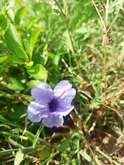 flower in the garden