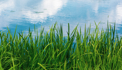 Fototapeta premium Summer green grass on the background of the lake with blue sky reflection