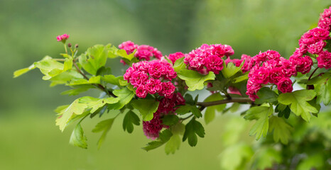 Spring flowering trees in the park. Raspberry hawthorn blooms in the garden in spring.