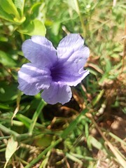 Obraz premium flower in the garden