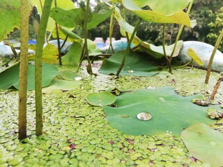 lilies in the pond