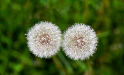 two dandelions isolated on green grass in hot summer