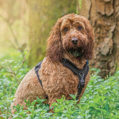 Fototapeta premium A red cockapoo dog sitting in the woods at sunrise
