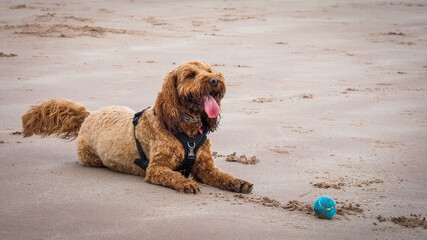 A red Cockapoo dog lying on the beach with his ball during a game with owner