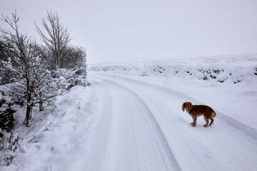 Pet cocker spaniel waits for his owner whilst walking on a misty, snowy lane in North Yorkshire