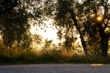 Beautiful idyllic summer landscape of Toscana, Italy with many mediterranean plants, olive trees...