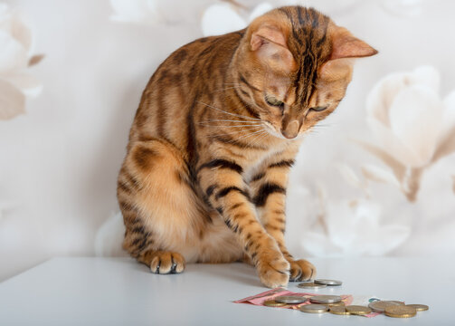 Bengal cat counts gold and silver coins