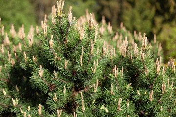 Decorative pine in the tree garden.