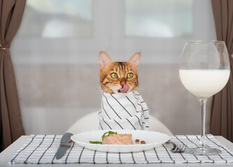 Bengal cat with bib waiting for food in the room