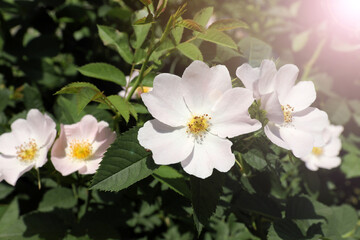 Obraz na płótnie Canvas Beautiful blooming rose hip flowers on bush outdoors