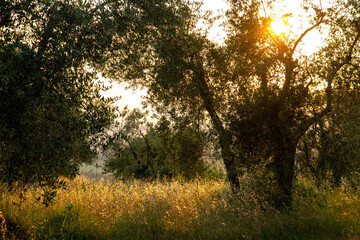 Fototapeta na wymiar Beautiful idyllic summer landscape of Toscana, Italy with many mediterranean plants, olive trees and field grasses. Sunny evening or morning in Italy. Vacation, recreation mood.