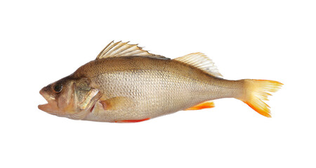 Fresh raw perch isolated on white. River fish