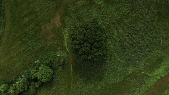 Oak tree from above in a field in the british countryside