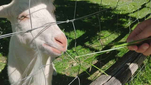 ch&egrave;vre mangeant de l'herbe dans la main