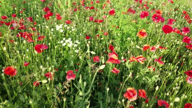 Drohnenaufnahme, Wildblumen, Klatschmohn
