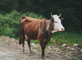 Naklejka na ściany i meble The cow is grazing in the forest. Ukrainian Carpathian mountains.