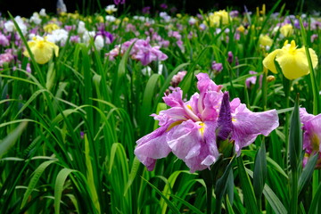 花菖蒲(Iris)