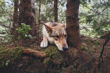 West Siberian Laika in the forest. Hunting dog. Ukraine, Carpathian mountains.