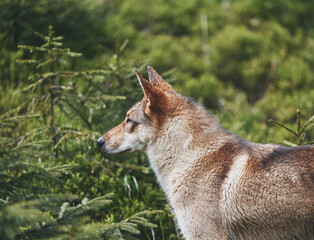 Fototapeta premium West Siberian Laika in the forest. Hunting dog. Ukraine, Carpathian mountains.