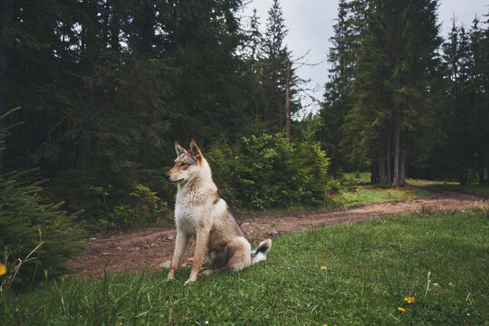 West Siberian Laika in the forest. Hunting dog. Ukraine, Carpathian mountains.