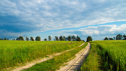 Fototapeta na wymiar A country sandy road receding into the distance among a wheat field