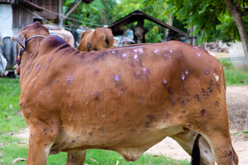 Cow close up suffering from Lumpy skin disease on mouth and body, in Thailand.