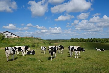 A herd of black and white cows stands on a green meadow