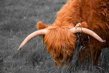 Vache en pleine nature