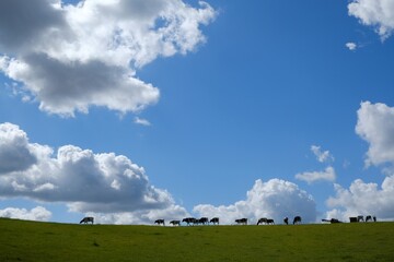 A herd of cows following one another across a meadow on the horizon line. Beautiful blue sky with...