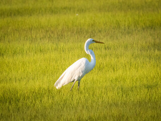 White heron standing in the grass