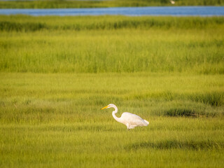 Obraz premium White heron standing in the grass