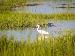 White heron standing in the grass
