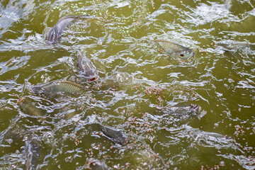 Fish ponds have tilapia coming up to feed on the surface of the water. that the gardeners are feeding the fish in Thailand
