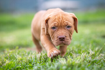 A cute brown pit bull, less than a month old, walks freely on the wide lawn in the dog farm. Prolific, stout puppies require a lot of love and care.