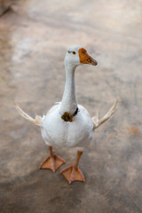 White goose has a collar, a new pet in the house with a cute personality.