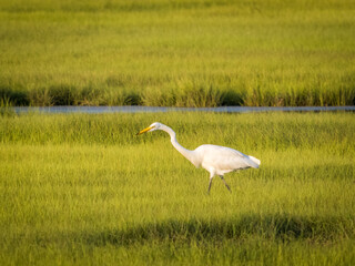 White heron standing in the grass
