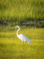 White heron standing in the grass