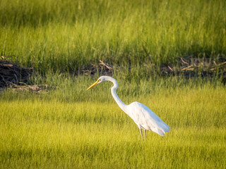 Fototapeta premium White heron standing in the grass