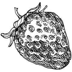 Berries by hand drawing. Strawberry logo or tattoo highly detailed in line art style concept. Black and white clip art isolated. Antique vintage engraving illustration for emblem. Herbal medicine.