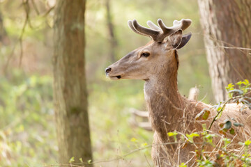 Jelen szlachetny Cervus elaphus